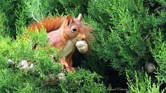 Ecureuil roux au jardin