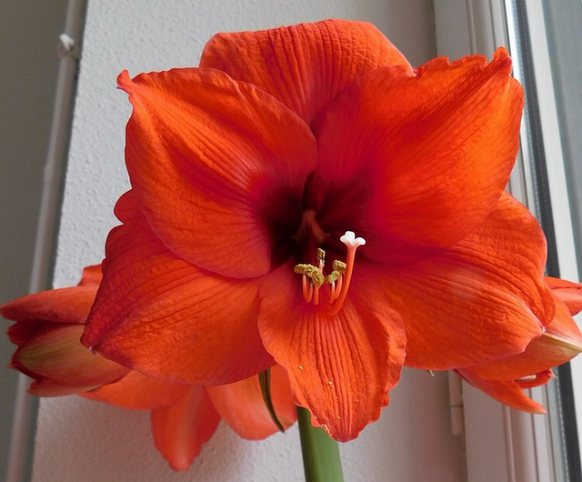 Amaryllis***************