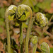 Ferns, Austico Azalea Garden