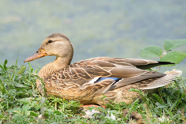 mallard 2