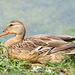 mallard 2