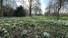 Snowdrop fest