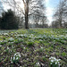 Snowdrop fest