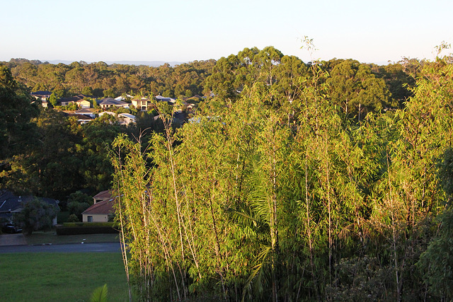 061/365 Bamboo