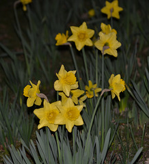 Night daffodills