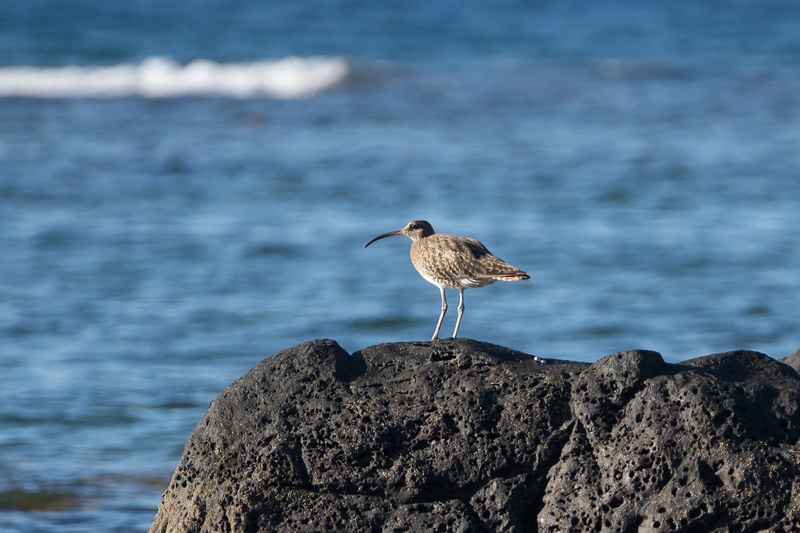 Mauritius Albion DSC08266