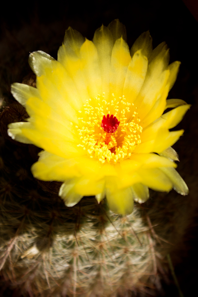 Parodia tenuicylindrica