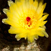 Parodia tenuicylindrica