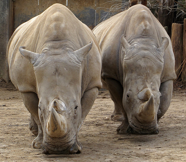 Rhinos in Louisville