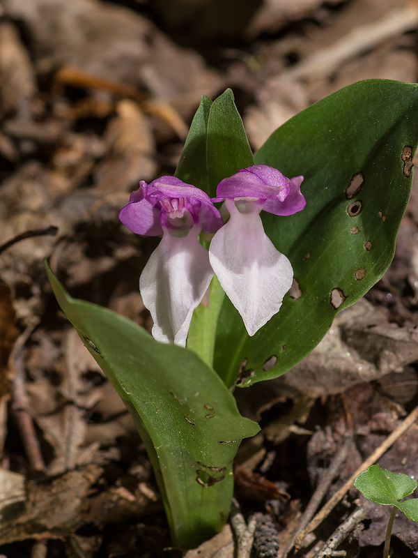 Galearis spectabilis (Showy orchis)