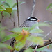 White-crowned Sparrow