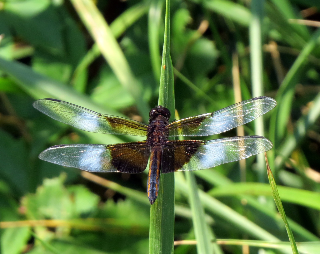 Newly emerged male Widow dragonfly