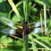 Newly emerged male Widow dragonfly