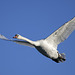 Flying Swan