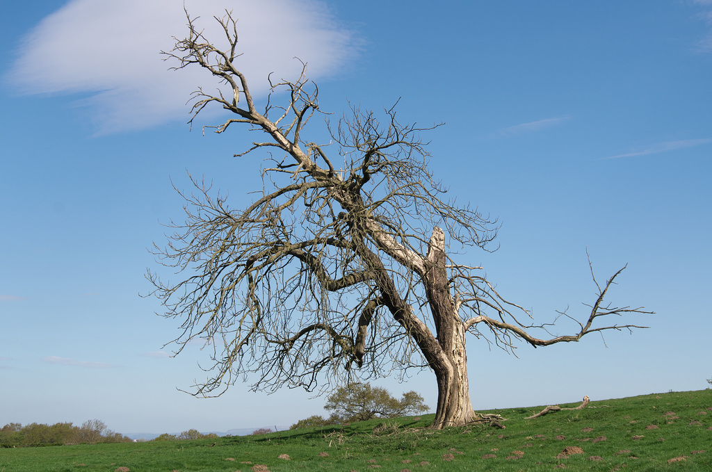 Dancing tree