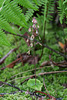 Neottia smallii (Appalachian Twayblade orchid)