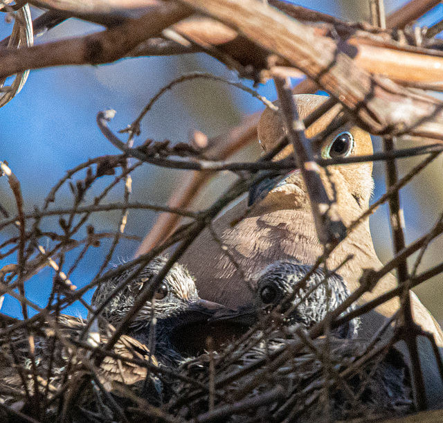 Mourning Dove and Chicks 1