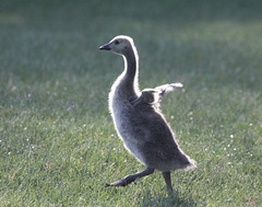 l'oiseau lumineux / the bright bird