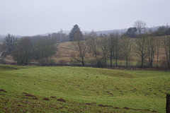 Grüner Winter