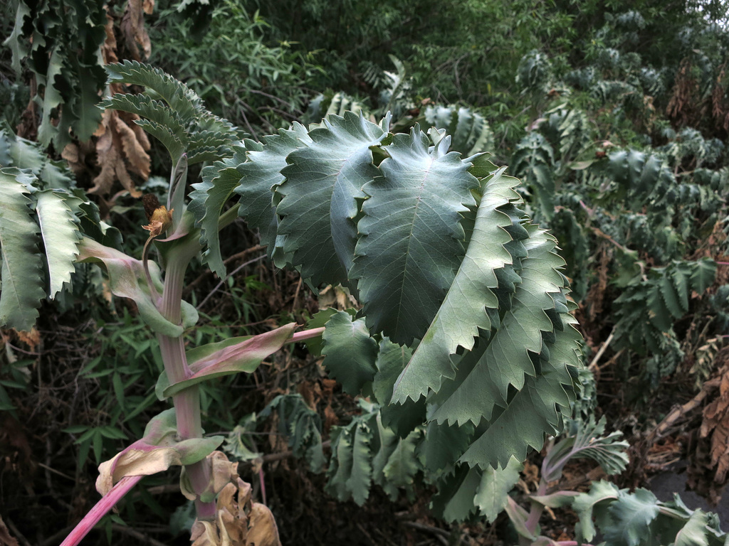 L.A. County Arboretum (0879)