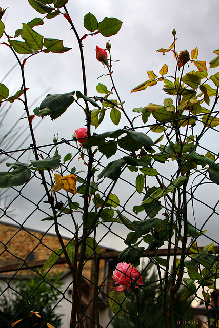 Rosenblüte zu Weihnachten 2015