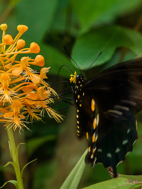 Battus philenor (Pipevine Swallowtail Butterfly) pollinating Platanthera ciliaris (Yellow Fringed orchid)