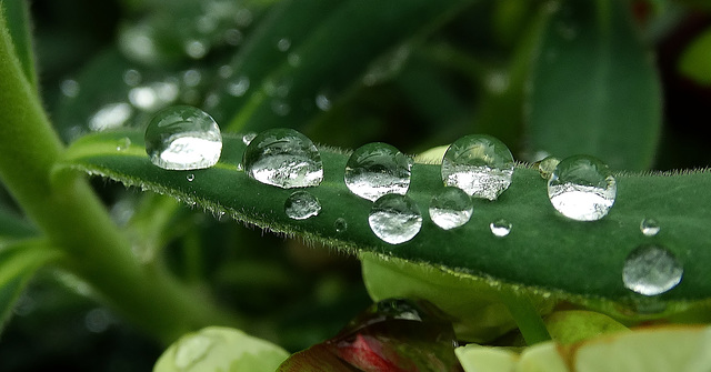 Raindrops 3