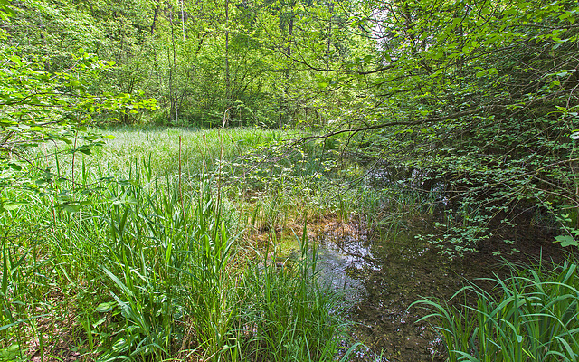 120527 Sihlbrugg-Sihlwald Irene N