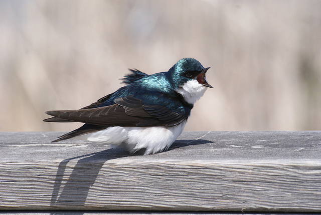 hirondelle bicolore / tree swallow