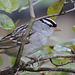 White-crowned Sparrow