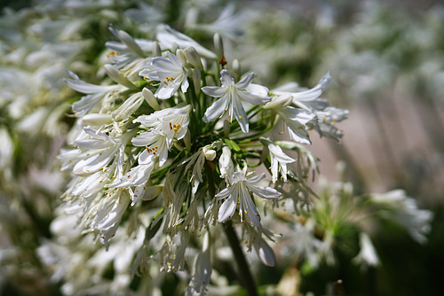 Agapanthus