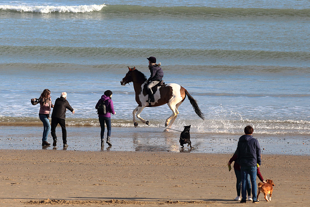 EOS 6D Peter Harriman 12 10 36 03996 HorseAtTheBeach dpp