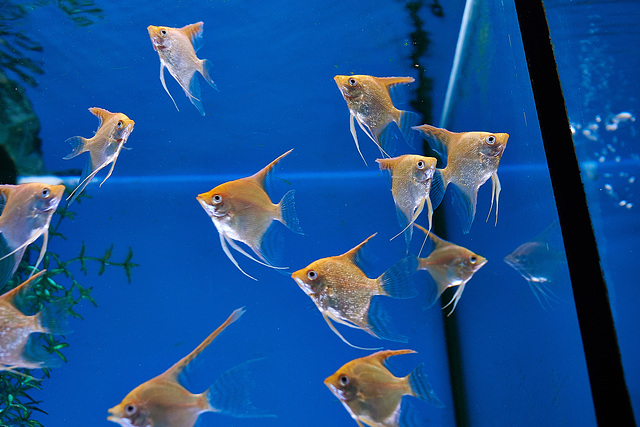 Little Fishies Whizzing Around!!!