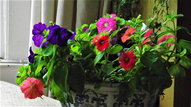 My first pot of petunias in my lounge