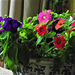 My first pot of petunias in my lounge My first pot of petunias in my lounge
