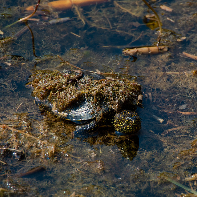 Sumpfschildkröte