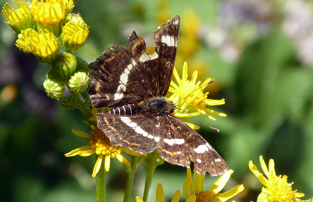 Schmetterling (Landkärtchen)