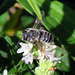 Digger Bee (Ptilothrix bombiformis)