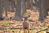 deer DSC 9612 edited