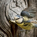 Around The Blue Tit Nest 7