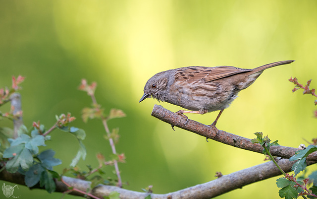 Dunnock