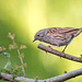 Dunnock