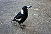 Australian Magpie