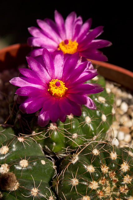 Parodia werneri flowering