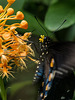 Battus philenor (Pipevine Swallowtail Butterfly) pollinating Platanthera ciliaris (Yellow Fringed orchid)