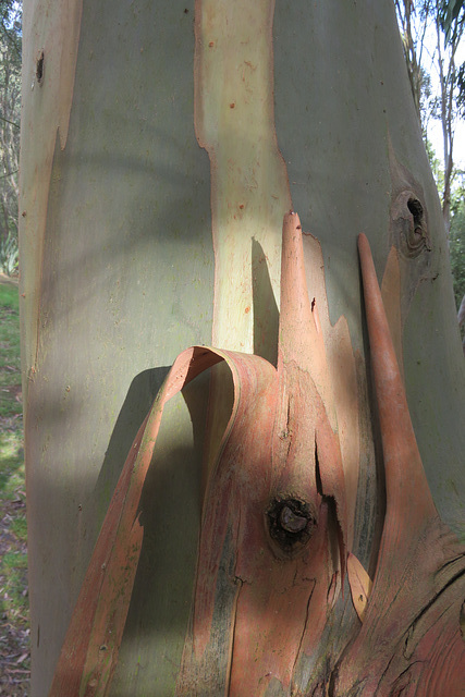 marks hall arboretum, essex