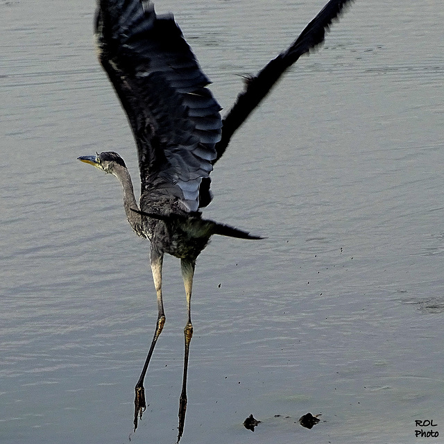 Surpris..moi aussi..mais le focus aussi..!