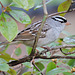 White-crowned Sparrow