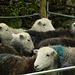 guess-the-weight-of-the-sheep