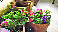 The second lot of petunias, planted in trough and pot